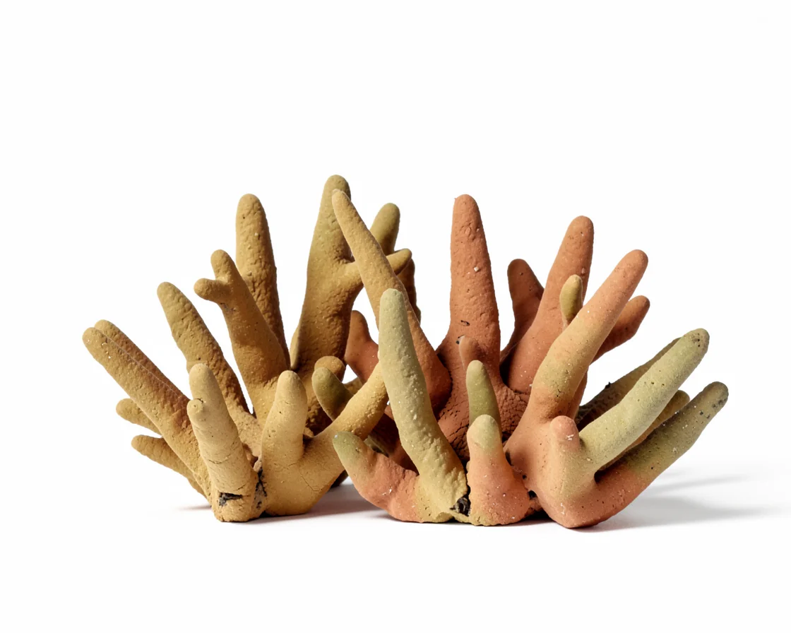 Coral Geometry — AI generated image